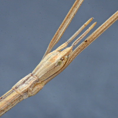 Western Short-horn Walkingstick - Parabacillus hesperus