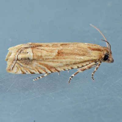 2969.6  Eucosma clementeana