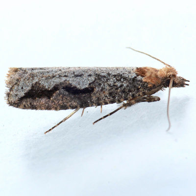 3350 Epinotia kasloana