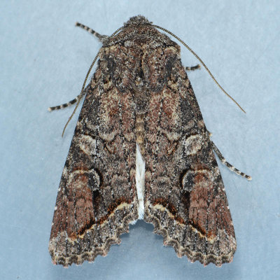 10515 Brown Woodling Moth  Egira perlubens