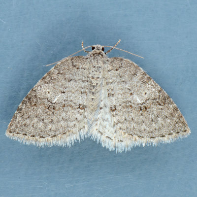 7427  Venusia obsoleta