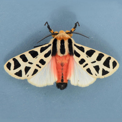 8181 Mexican Tiger Moth male  Notarctia proxima