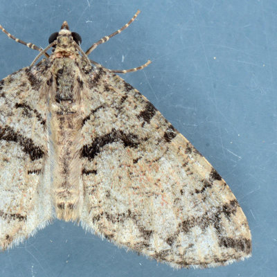 7257  July Highflyer Moth  Hydriomena furcata ?