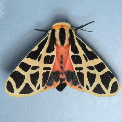  8181 Mexican Tiger Moth female  Notarctia proxima