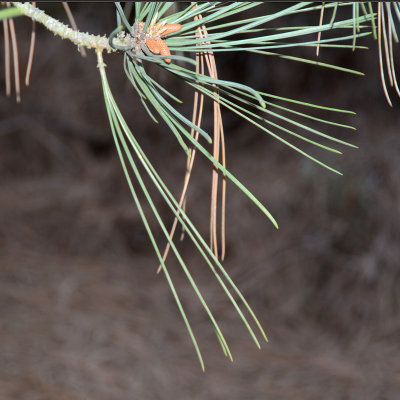 Torrey Pine needles