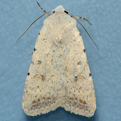 9656 Civil Rustic Moth  Caradrina montana