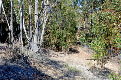 Eucalyptus leaf litter moth search