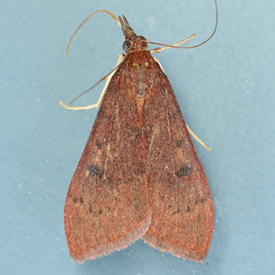 4992 Genista Broom Moth - Uresiphita reversalis