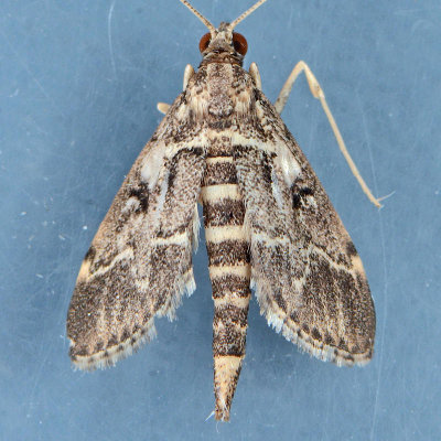 5156.5  Duponchelia fovealis male