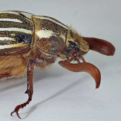 Ten-lined June beetle 50 mm lens - Stackshot