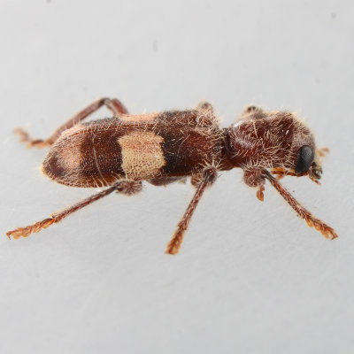 Enoclerus quadrisignatus