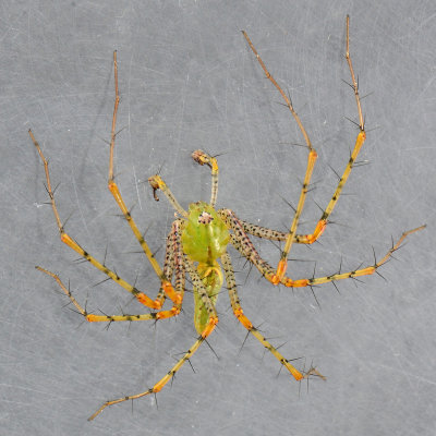 Peucetia viridans - Green Lynx Spider