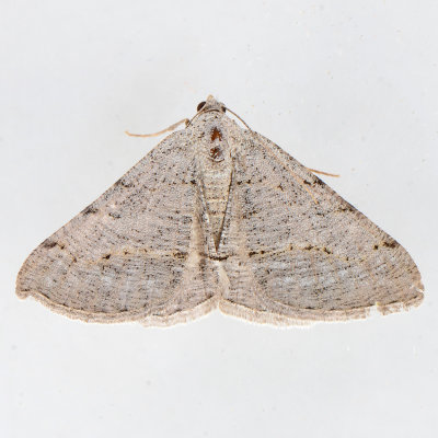 091714-1  6418.99 Digrammia sp. ?