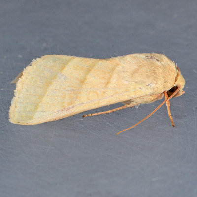 11071 Tobacco Budworm Moth -  Heliothis virescens 