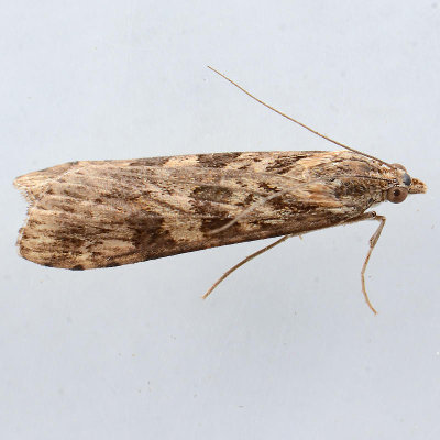 5156 Lucerne Moth  Nomophila nearctica