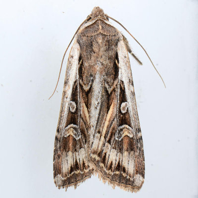 10731 Army Cutworm Moth - Euxoa auxiliaris