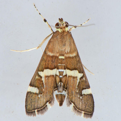 5170 Beet Webworm Moth - Spoladea recurvalis