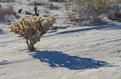 Cholla Cactus