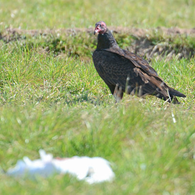 Turkey Vulture with Snow Goose 