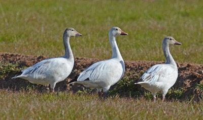 Snow Geese - Salton Sea