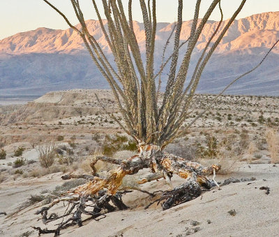 Ocotillo 