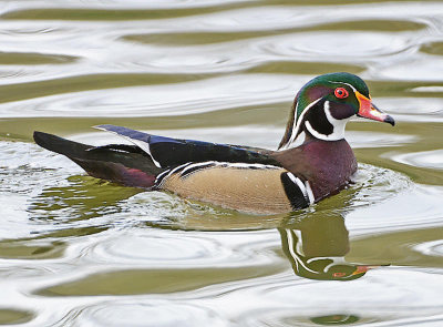 Wood Duck