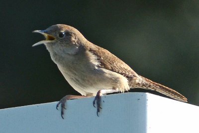 House Wren