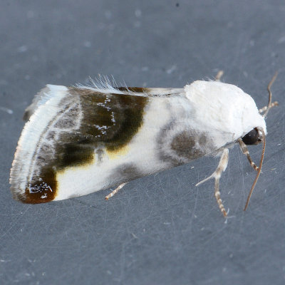 9161 Chalky Bird Dropping Moth - Acontia cretata