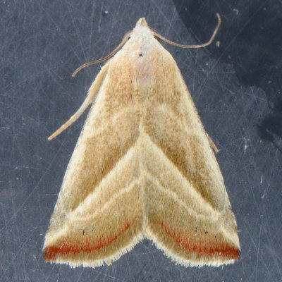 9078  Straight-lined Seed Moth - Eublemma recta
