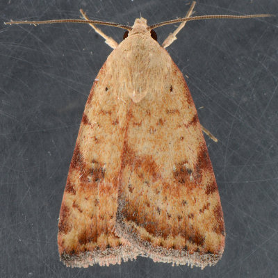 9644 Triplex Cutworm Moth - Micrathetis triplex