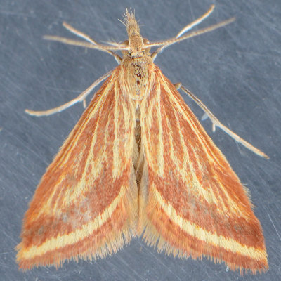 4796 Yellow-veined Moth - Microtheoris ophionali