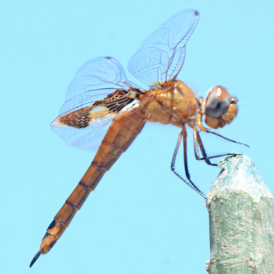 Red Saddlebags - Tramea onusta 