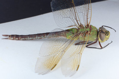  Common Green Darner - Anax junius