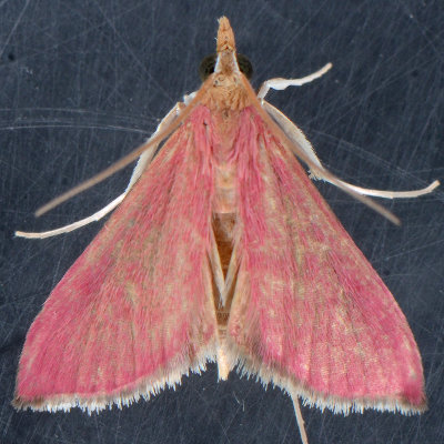 5037  Southern Pink Moth  - Pyrausta inornatalis 