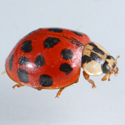 Multicolored Asian Lady Beetle - Harmonia axyridis 