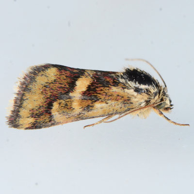 11058 Small Heliothodes Moth  Heliothodes diminutiva