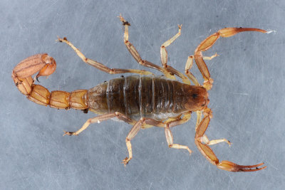 Scorpion - Paravaejovis puritanus