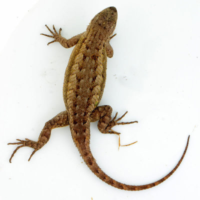 Great Basin Fence Lizard