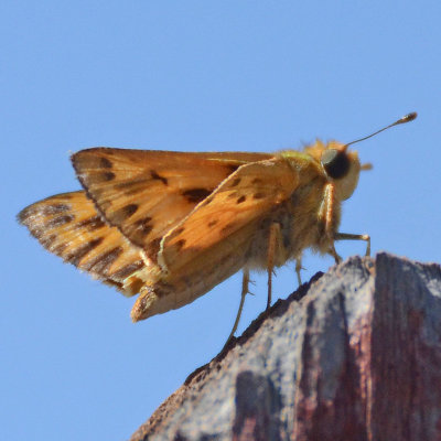 Skipper