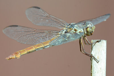 Roseate Skimmer - Orthemis ferruginea