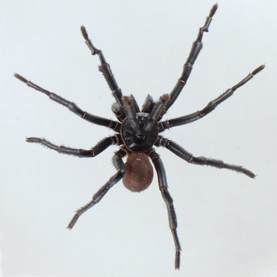  California Trapdoor Spider - Bothriocyrtum californicum