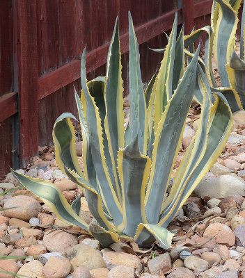 Agave