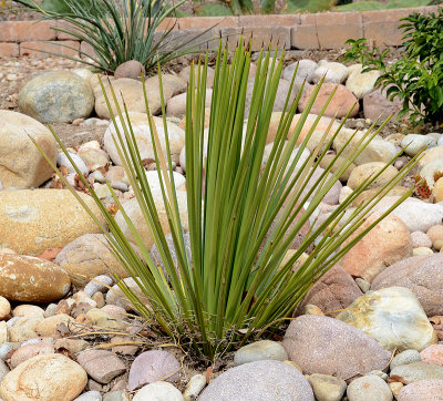 Hedgehog Agave - Agave stricta