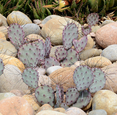 Purple Prickly-pear Cactus