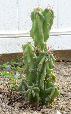 Peruvian Apple Cactus - Cereus Peruvianus monstrose