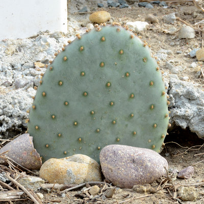 Beavertail Cactus