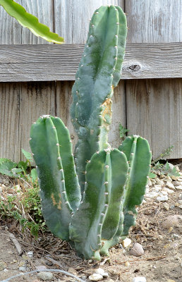 Peruvian Apple Cactus - Cereus Peruvianus