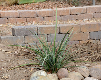 Red Yucca - Hesperaloe parviliora