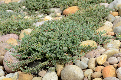 Rosepink Trailing Iceplant - Lapranthis spectabilis 