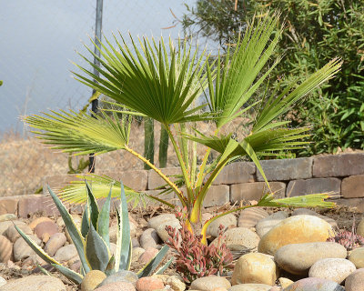 Mexican Fan Palm - Washingtonia robusta 